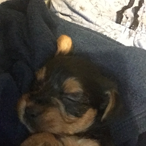 Meet your Posher, Lucy - Picture 1 of 1